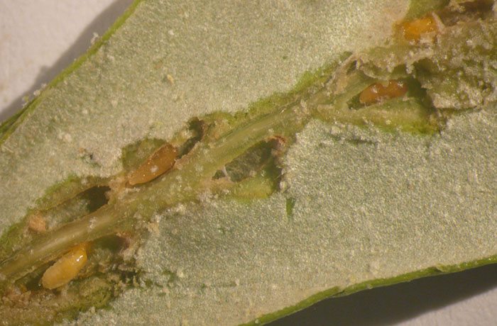 cecidomia dell'olivo