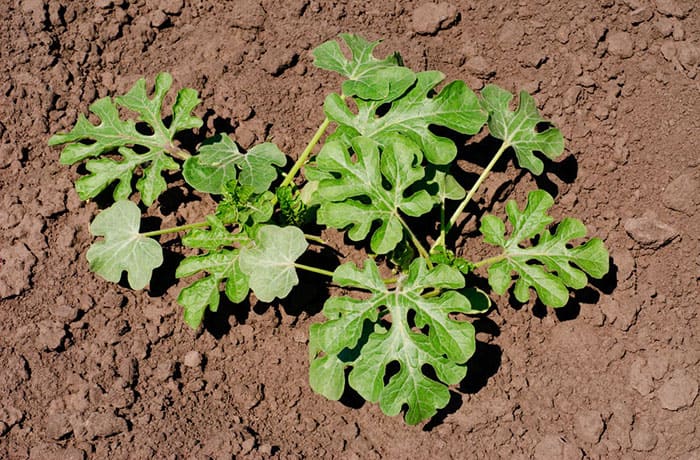 coltivare l'anguria_germoglio_anguria (1)