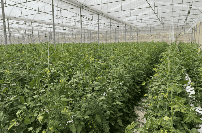 coltivazione fuori suolo 1