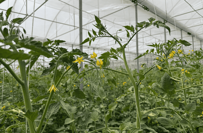 coltivazione fuori suolo