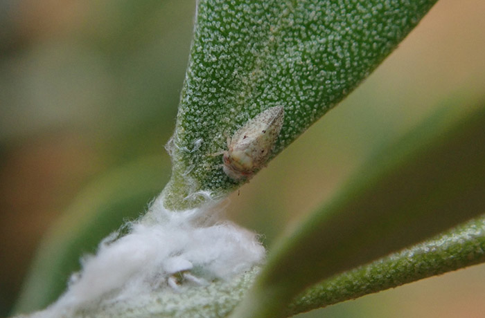 cotonello dell'olivo
