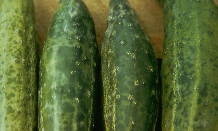 cucumber mosaic virus 