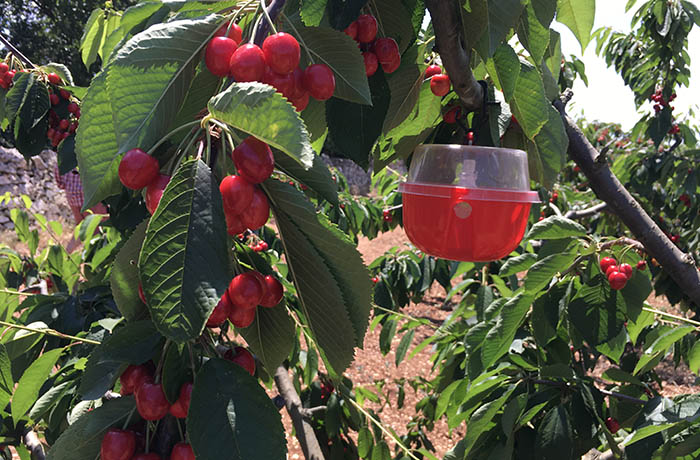 decis trap - IMG_6693 (1)