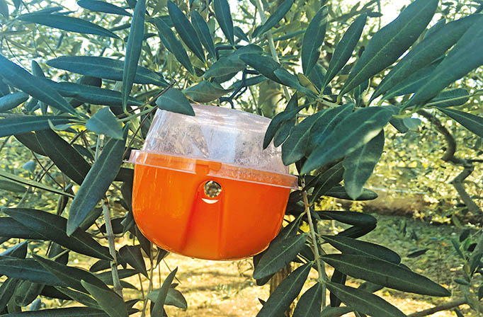 decis trap - TRAPPOLA_IMG_5561 (1)