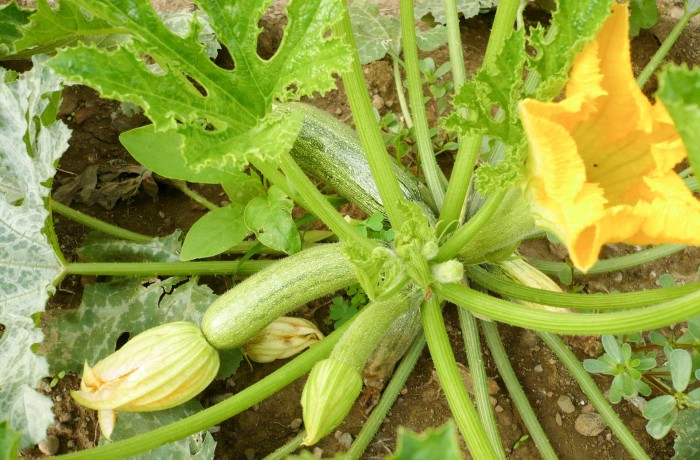 edema zucchino