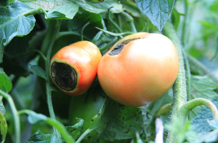 marciume apicale del pomodoro
