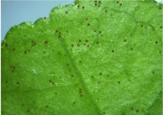 ragnetto rosso degli agrumi 