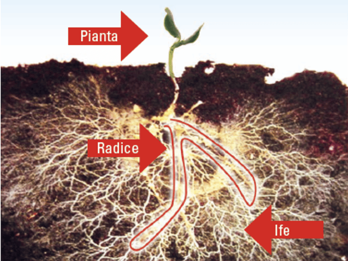 sumitomo chemical micorrize