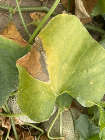 verticillium dahliae