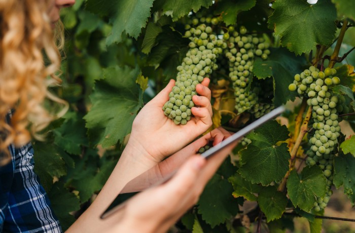 vitivinicolo abruzzo ocm