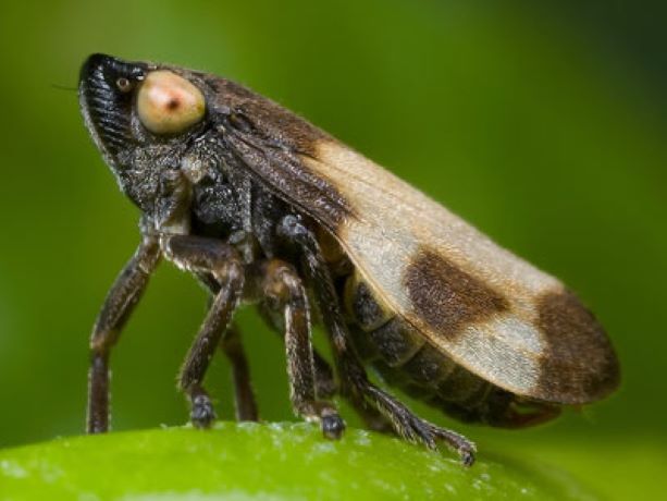 xylella fastidiosa