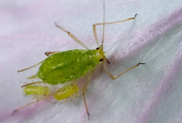 Acyrthosiphon-pisum (1)