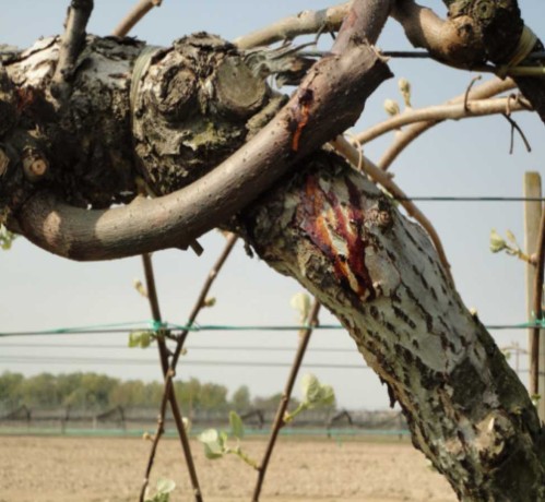 Fig. 2. Tipico essudato rosso scuro emesso da piante colpite da cancro batterico