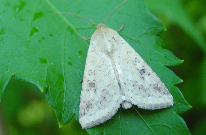 Helicoverpa_armigera