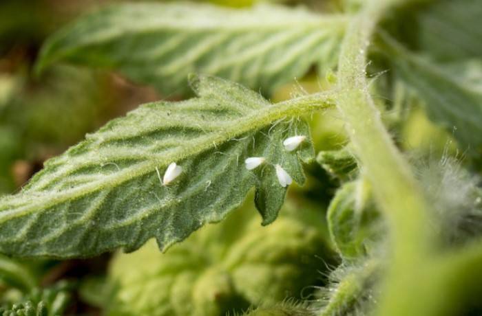 Tomato Yellow Leaf Curl Virus mosca
