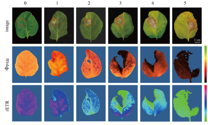 Verticillium dahliae