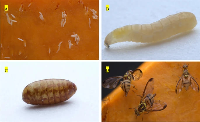 Zeugodacus tau danni 