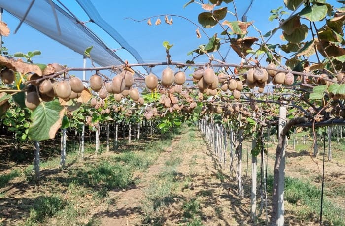 actinidieto con moria (1)