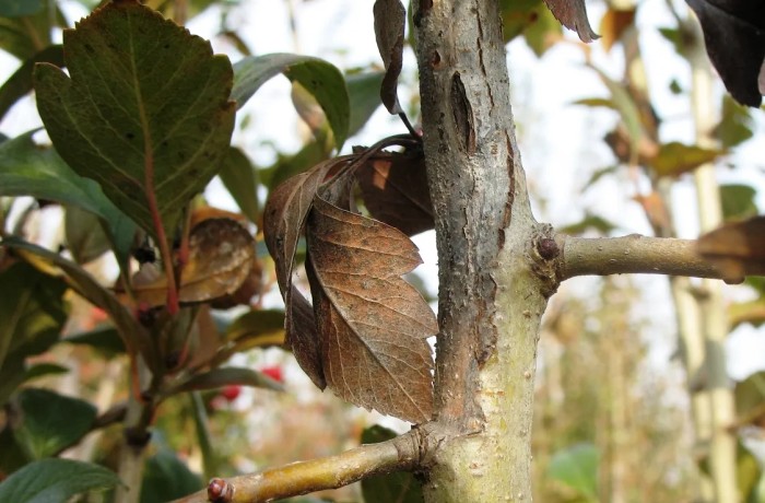 colpo di fuoco batterico - azzeruolo