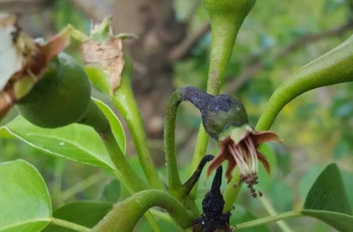 colpo di fuoco batterico delle pomacee