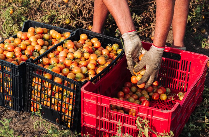 grande distribuzione agricoltura