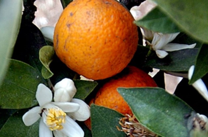 il chinotto 