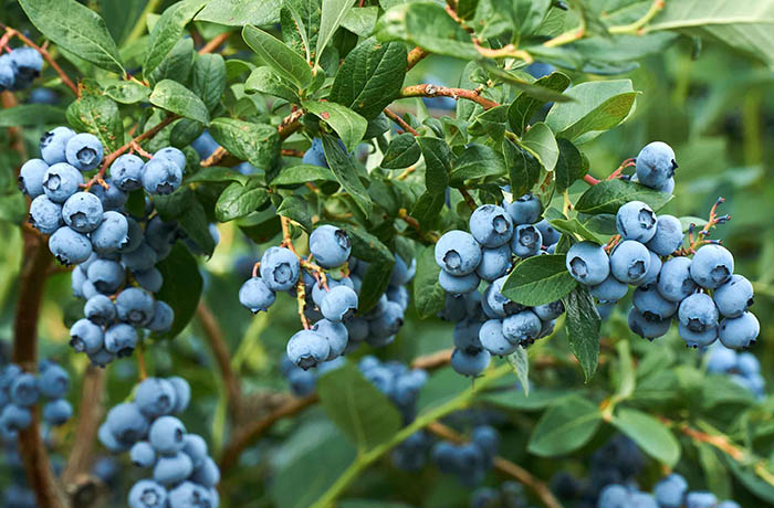 il mirtillo coltivazione