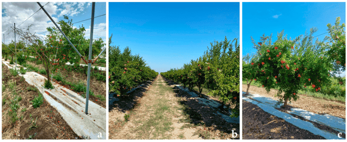 impianto melograno italiano (1) (1)