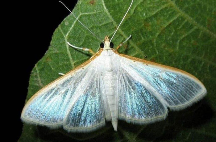 margaronia dell'olivo 1