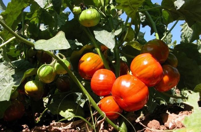 melanzana rossa di rotonda