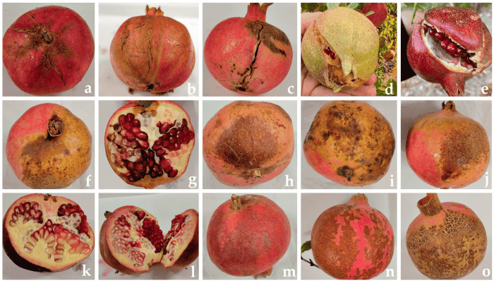 melograno italiano avversit&agrave; (1) (1)