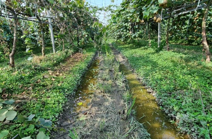 moria del kiwi 2 (1) (1)