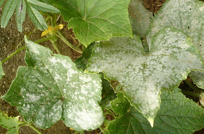 oidio delle cucurbitacee