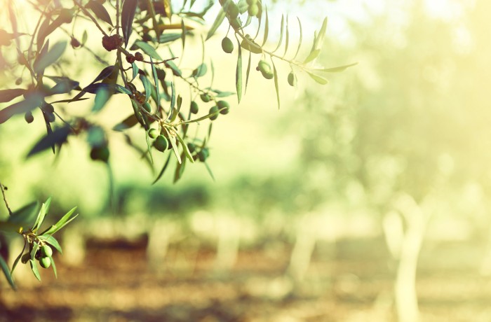olivicoltura coltiva italia