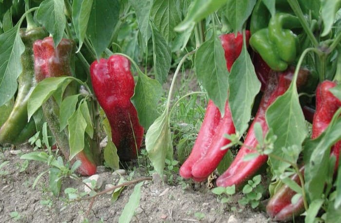 peperone di pontecorvo