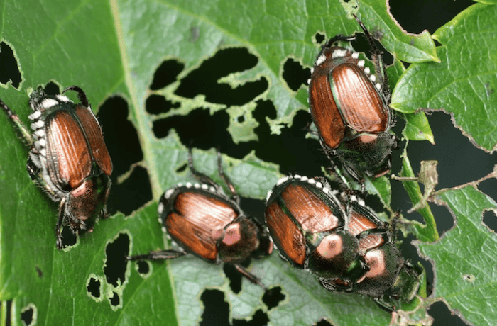 popillia japonica (1)
