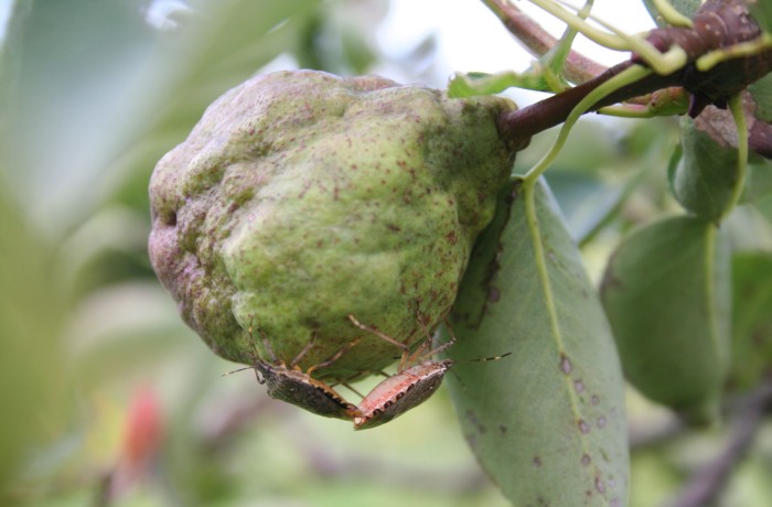 cimice asiatica pere