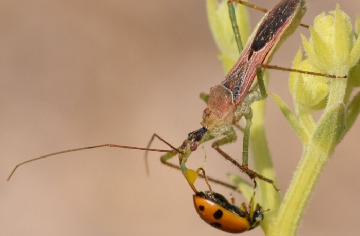 cimice assassina 1 (1)