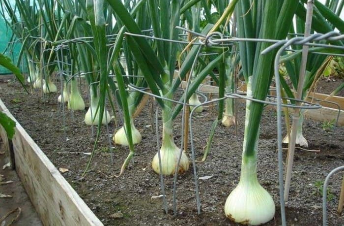 cipollotto nocerino dop