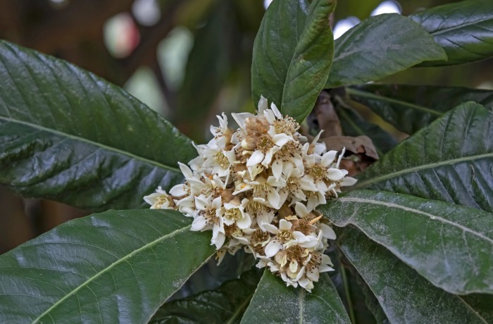 fiore nespole del giappone