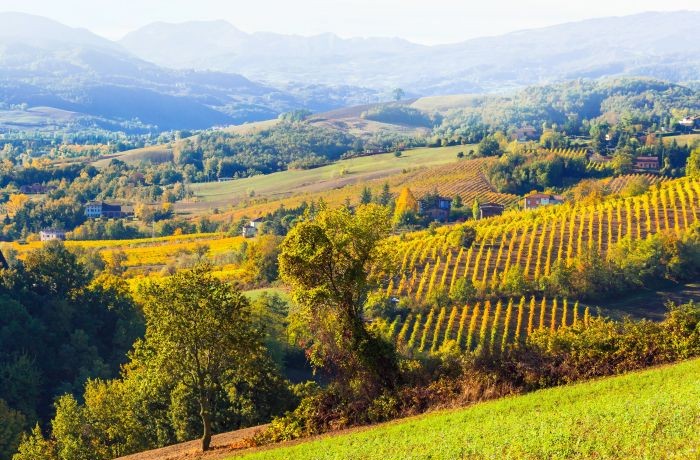 viticoltura in emilia