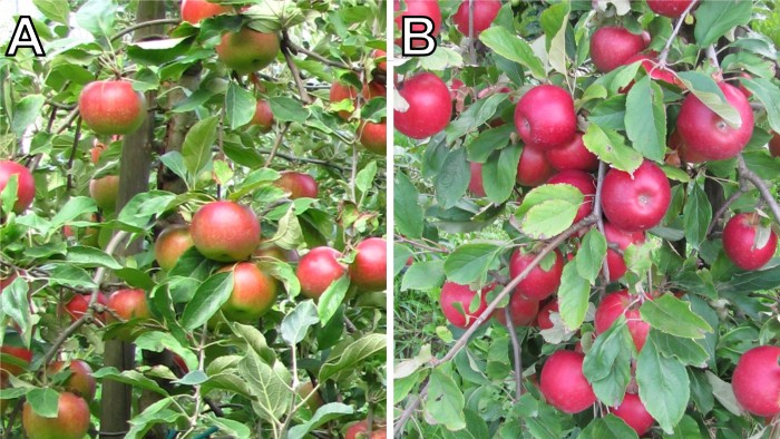 Fig.3 biostimolanti melo