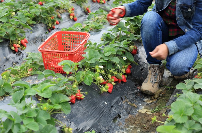 agricoltori bando