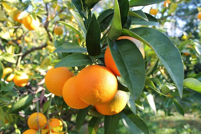 arancia del gargano