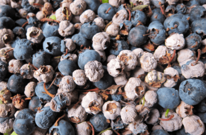 botrite su mirtilli (1)