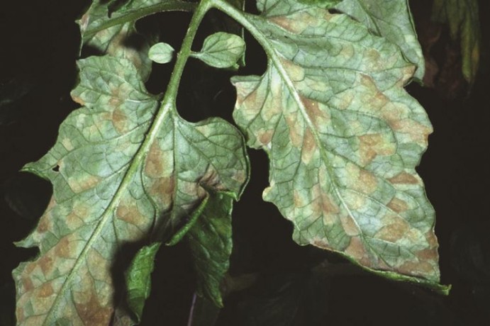 cladosporiosi pomodoro foglia