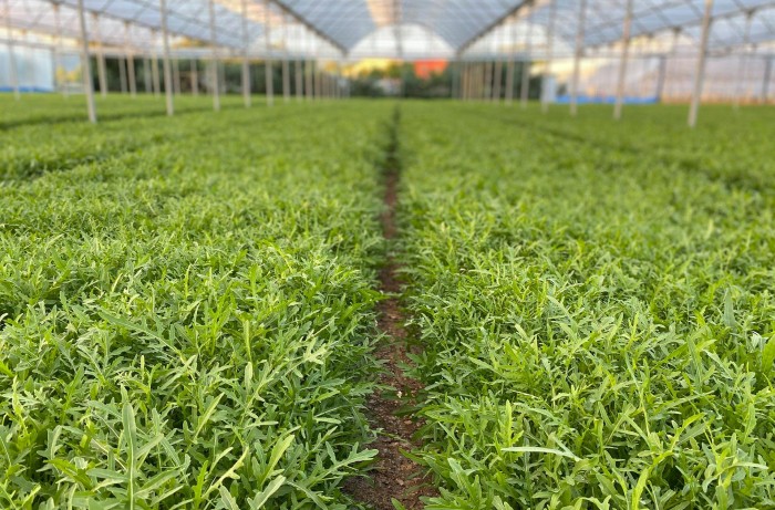 coltivazione della rucola