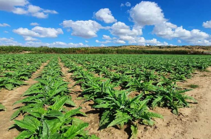 concimazione del carciofo 1