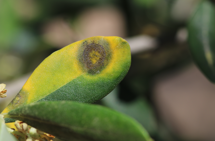 fruit journal IV speciale