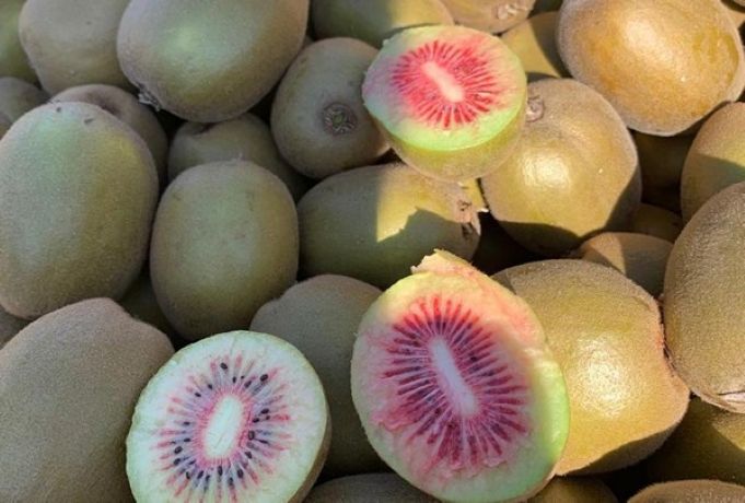 kiwi rosso 